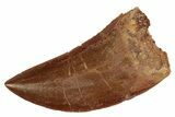 Serrated, Juvenile Carcharodontosaurus Tooth #200755-1